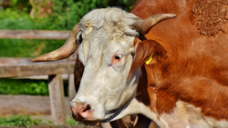Поголовье крупного рогатого скота в Грайворонском округе увеличилось более чем на 1,3%