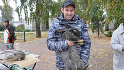 Заводчик из Октябрьского показал на ярмарке-выставке в Грайвороне самого тяжёлого кролика