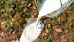 Регион попал в число лидеров по среднесуточному надою молока среди субъектов РФ