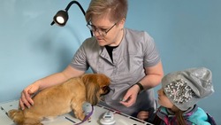 Грайворонцы смогут бесплатно вакцинировать домашних животных от бешенства