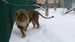 Белгородский зоопарк намерен продолжить работу по выходным и в период школьных каникул