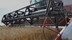 Уборочная кампания зерновых культур приблизилась к завершению в Грайворонском округе