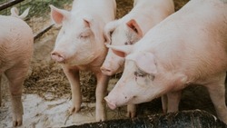 Белгородцы сообщили о росте производства свинины в регионе 