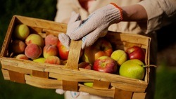 Вячеслав Гладков рассказал о сборке более 400 тонн ранних сортов яблок 