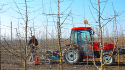 Грайворонские садоводы завершили обрезку более 450 тыс. яблонь