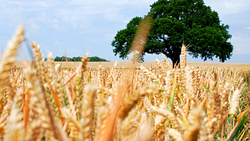 Площадь зерновых в Грайворонском округе увеличилась более чем на 3%