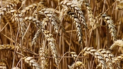 Сотрудники МЧС напомнили о мерах безопасности при уборке зерновых культур в регионе