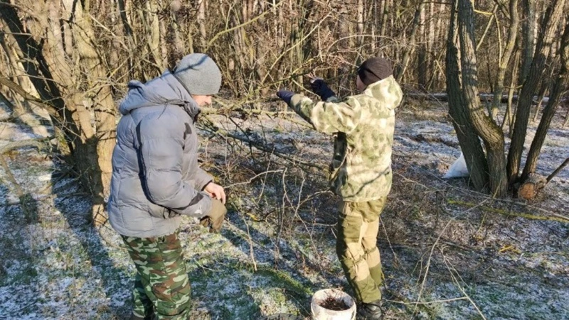 Сотрудники Грайворонского лесничества начали заготовку лесосеменного сырья