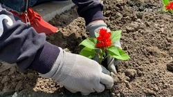 Грайворонский округ украсят более 30 тысяч ярких цветов