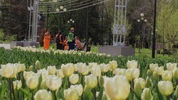 Фестиваль тюльпанов «Река в цвету» состоится в Белгородской области на майских праздниках 