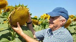 Грайворонские аграрии собрали рекордный урожай подсолнечника