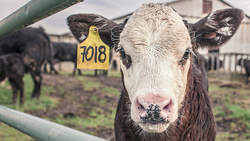 Поголовье крупного рогатого скота увеличилось на 4,3% в Грайворонском городском округе
