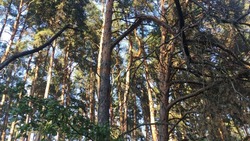 Совет безопасности установил высокий класс пожарной опасности в Грайворонском районе