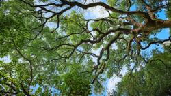Ивнянский дуб попал в Национальный реестр старовозрастных деревьев России
