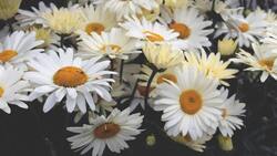 Участники акции «Белый цветок» смогут помочь в сборе средств на лечение юного белгородца