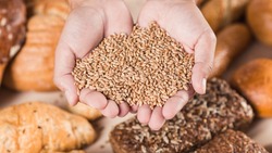 Белгородские производители зерна получат субсидию федерального правительства