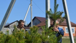 Фигурный узор из саженцев хвойных пород деревьев появился в Грайворонском округе