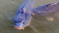 Власти предупредили грайворонцев о запрете вылова рыбы в нерестовый период