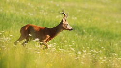 Белгородские власти введут лимиты на добычу косули европейской и оленя благородного