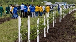 Белгородцы высадили 1000 деревьев в рамках эколого-патриотической акции «Сад памяти»