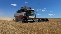 Белгородские аграрии приступили к уборке озимой пшеницы 
