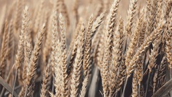 МЧС предупредило о соблюдении мер безопасности при уборке зерновых культур