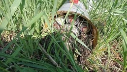 Вячеслав Гладков рассказал о разминировании порядка 2 тыс. гектаров в белгородском приграничье