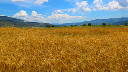 Сельхозпредприятия региона намолотили более 2 млн тонн зерна
