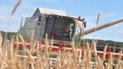 Грайворонские аграрии собрали 90% урожая ранних зерновых с рекордной урожайностью