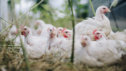 Грайворонские сельхозпроизводители увеличили производство птицы более чем в два раза