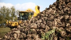 Грайворонские аграрии убрали сахарную свеклу на площади 1270 га 