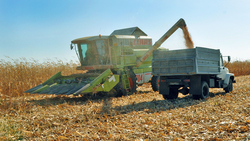 Грайворонский округ вошёл в число лучших по урожайности кукурузы на зерно в 2020 году