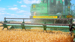 Белгородские хлеборобы заняли третье место по урожайности зерновых в России