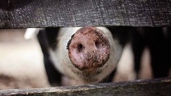 Ущерб от африканской чумы свиней в регионе сократился в три раза в 2018 году