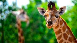 Жители области смогут увидеть в местном зоопарке жирафов