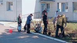 Работники Грайворонской ЦРБ провели уборку на территории медицинского учреждения