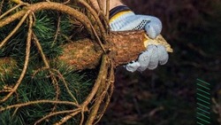 Инспекторы леса предложили грайворонцам законный вариант избавления от новогодней ёлки