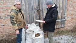 Грайворонские лесоводы собрали урожай сосновых шишек