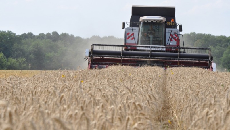 Грайворонским аграриям предстоит убрать более 24 тысячи га зерновых культур