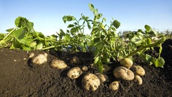 Грайворонские овощеводы смогут повысить квалификацию на базе аграрного университета