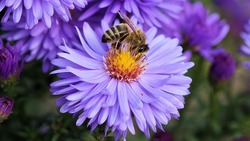 Представители департамента АПК решат проблему гибели пчёл в регионе