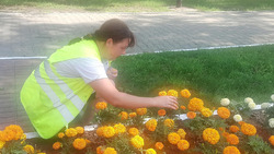 В Грайворонском округе высажено более тридцати тысячи цветов 