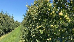 Грайворонские садоводы приступят к сбору нового урожая яблок в ближайшее время