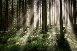 Сотрудники Грайворонского лесничества напомнили правила пребывания в лесах