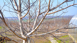 Грайворонские садоводы высадили саженцы грецкого ореха в качестве полезащитных полос
