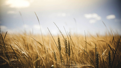 Белгородцы намерены собрать с полей более 3 миллионов тонн зерна