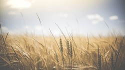 Белгородские аграрии намерены собрать более 3 млн тонн зерновых