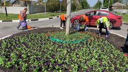  36 тысяч цветов появятся на клумбах населённых пунктов Грайворонского округа