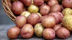 Грайворонские аграрии собрали первый урожай картофеля