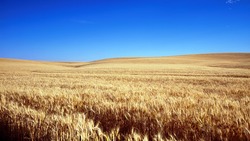 Грайворонские аграрии вошли в число лидеров по темпам уборки ранних зерновых культур